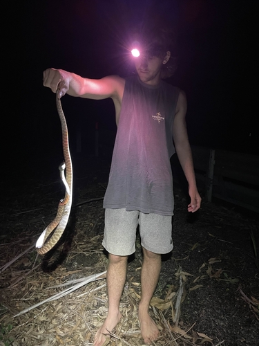 Brown Tree Snake sighting