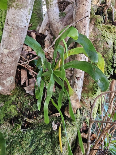 Image of Ophioderma pendulum by no rights reserved