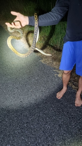 Australian Scrub Python sighting