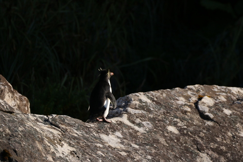 Eastern Rockhopper Penguin (Eudyptes filholi), photo 10