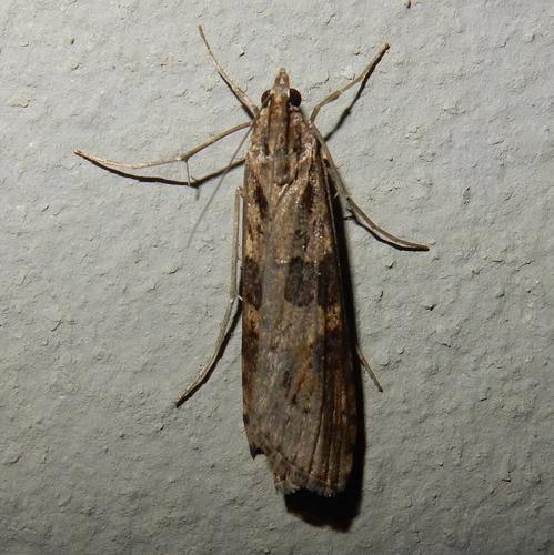 Nomophila noctuella