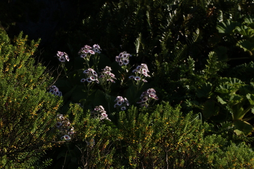 Image of Pleurophyllum speciosum by (c) Julia Palmer, some rights reserved (CC BY)