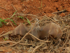 Hypsignathus monstrosus