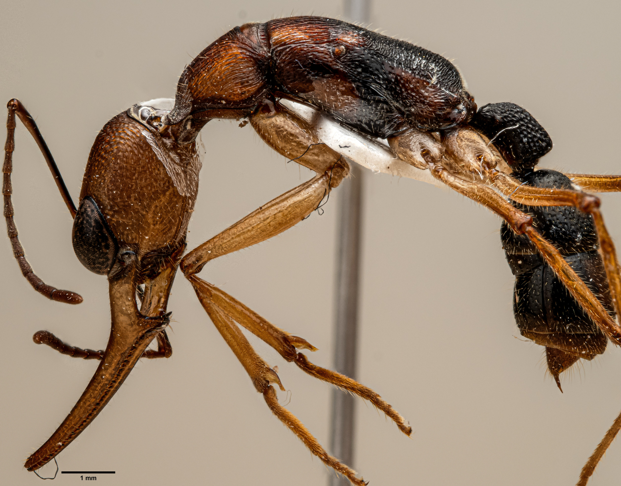 Harpegnathos honestoi