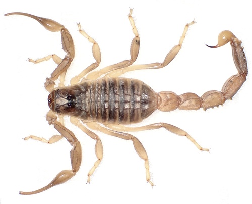 Photo of Doria Yellow Scorpion (Odontobuthus doriae)