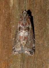 Sciota subcaesiella