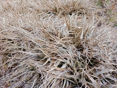 Mountain Astelia (Astelia nivicola)