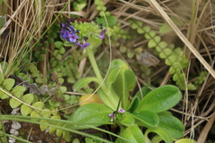 Myosotis capitata, photograph (c) Julia Palmer, some rights reserved (CC BY)