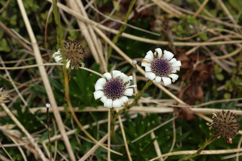Image of Damnamenia vernicosa by (c) Julia Palmer, some rights reserved (CC BY)