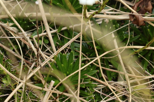 Image of Damnamenia vernicosa by (c) Julia Palmer, some rights reserved (CC BY)