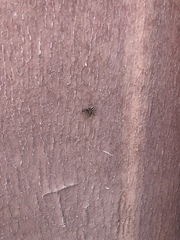 Menemerus bivittatus