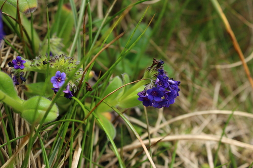 Myosotis capitata, 2025-01-01