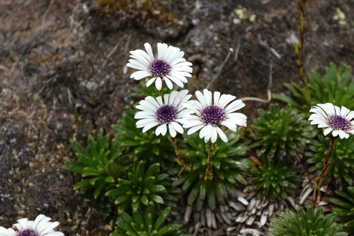 Image of Damnamenia vernicosa by (c) Julia Palmer, some rights reserved (CC BY)