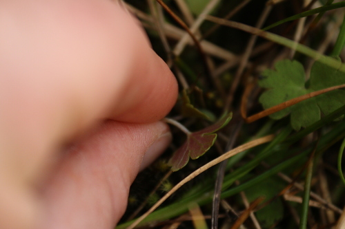 Image of Geranium microphyllum by (c) Julia Palmer, some rights reserved (CC BY)