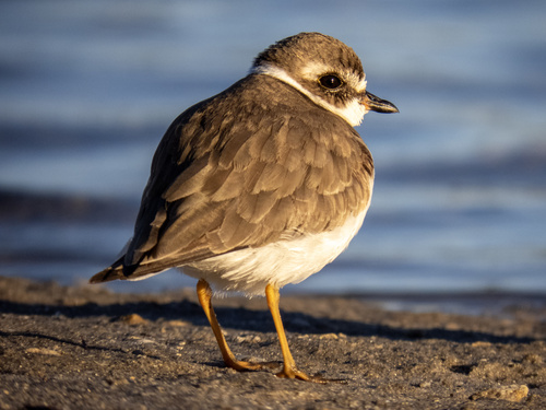 Chorlitejo Semipalmeado (Charadrius semipalmatus)