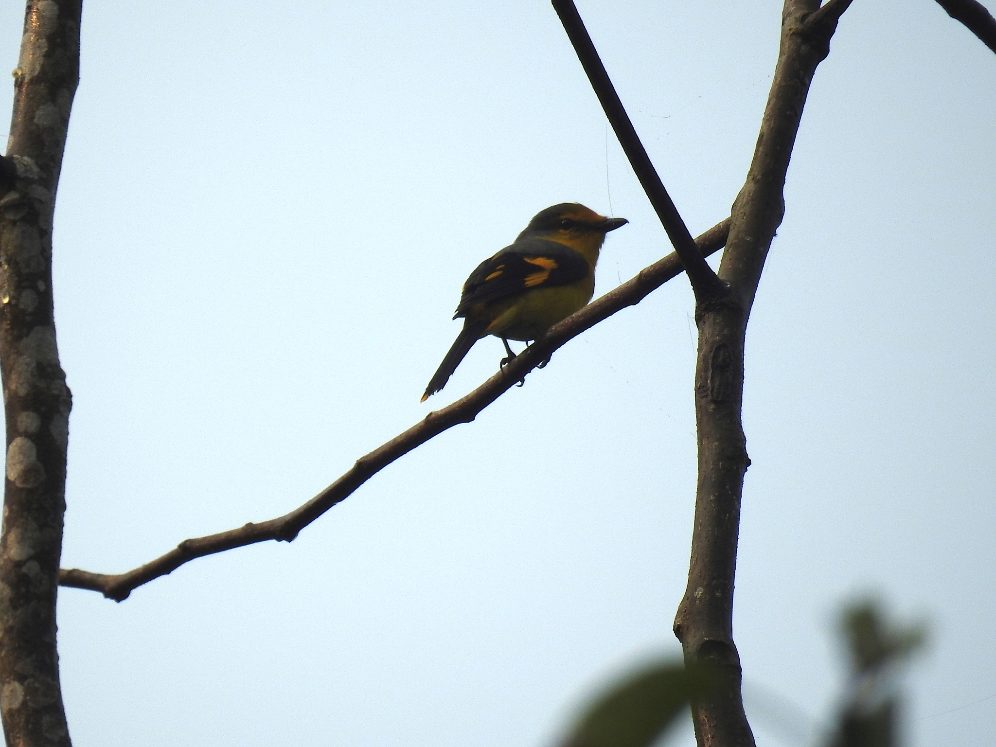 Long-tailed Minivet