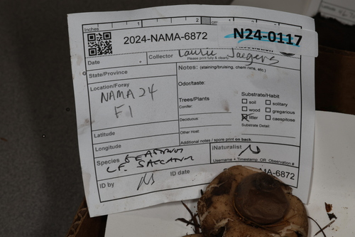 Geastrum saccatum (Photo 2 of 2)