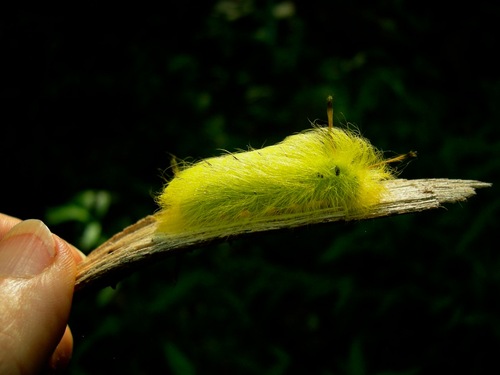 Spotted Apatelodes Moth photo 4