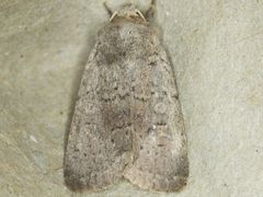 Homorthodes communis