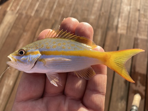 Yellowtail Snapper