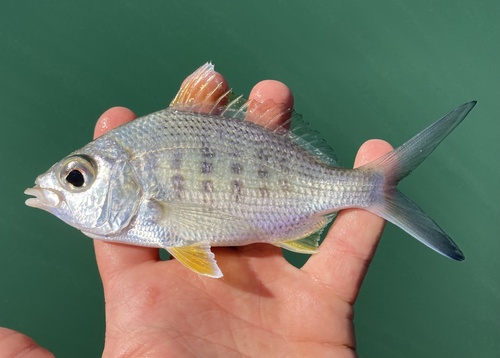 Yellowfin mojarra (Gerres cinereus) — Gerreidae — 2