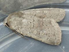 Homorthodes communis