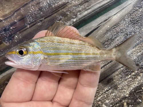 Caesar (Haemulon aurolineatum) — Haemulidae — 3
