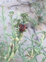 Carpocoris mediterraneus