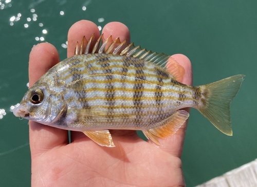 Brim (Archosargus rhomboidalis) — Sparidae — 2