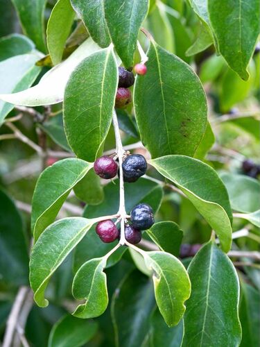 Foto de Cereja-do-mato
