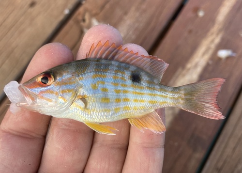 Lane snapper (Lutjanus synagris) — Lutjanidae — 2
