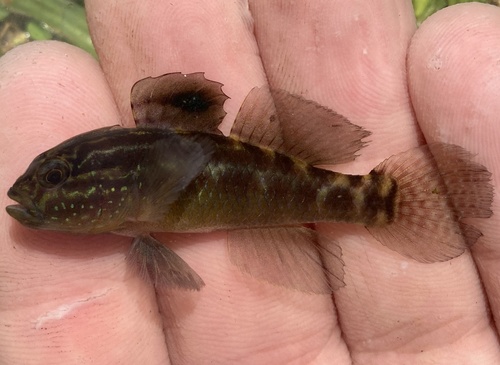 Crested goby (Lophogobius cyprinoides) — Gobiidae — 3