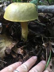Suillus americanus image