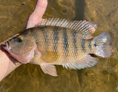 Mayan Cichlid photo 2