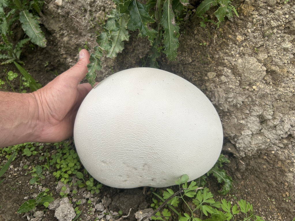 Calvatia gigantea · January 2025 · photo: © danrob (iNaturalist, cc-by)
