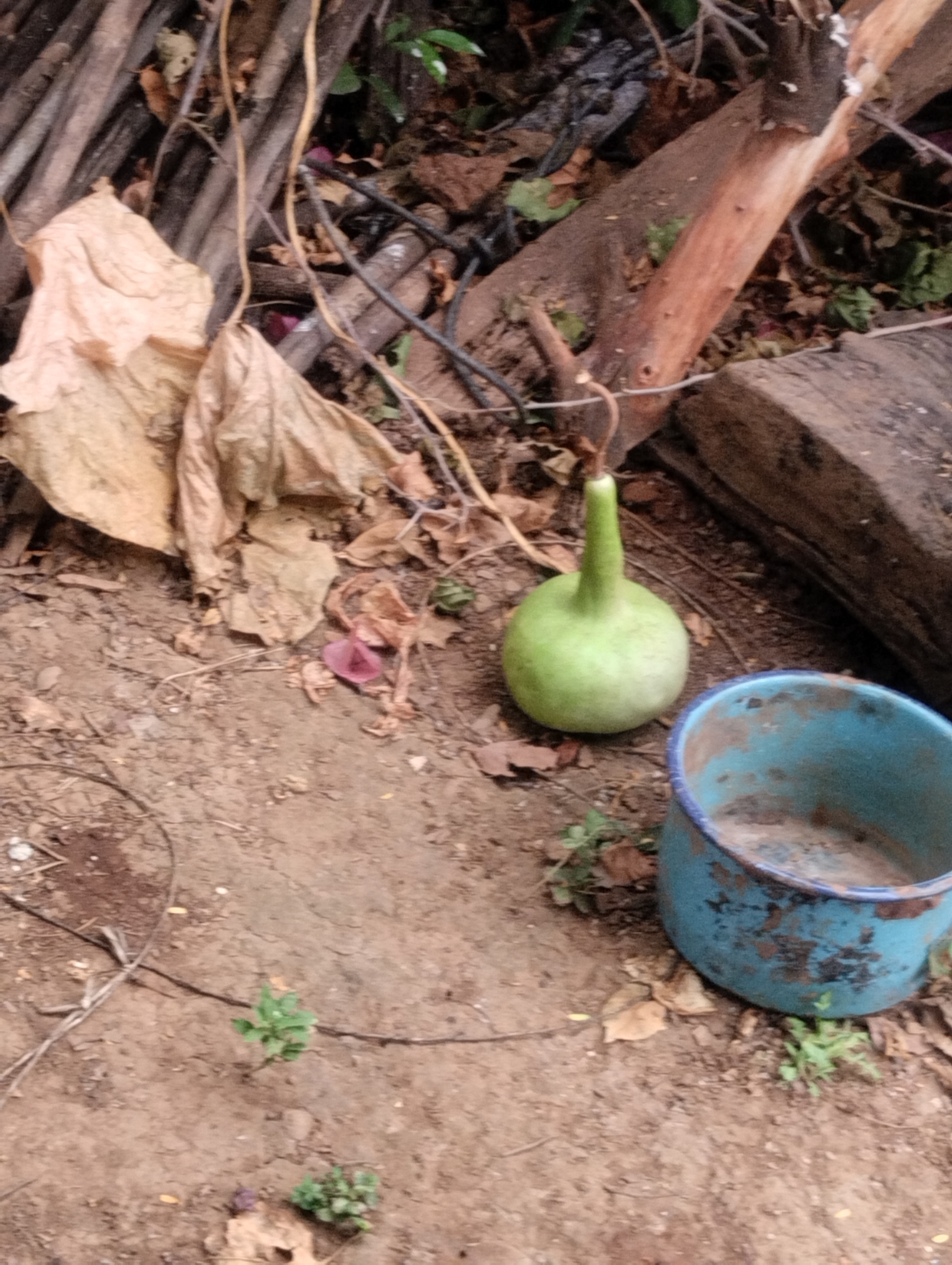 Imagem de Cabaça