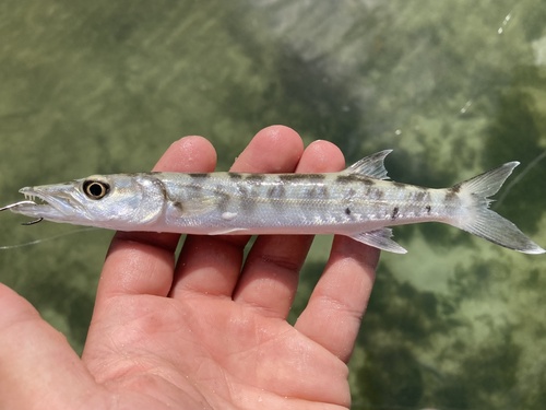 Great Barracuda