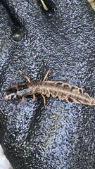 Orohermes crepusculus