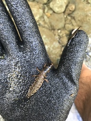 Orohermes crepusculus