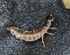 Orohermes crepusculus