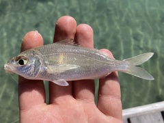 Slender Mojarra photo 2