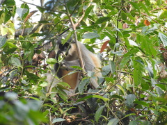 Trachypithecus pileatus