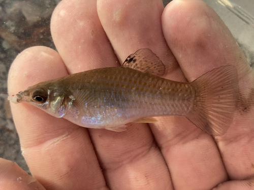 Mangrove molly (Poecilia orri) — Poeciliidae — 2