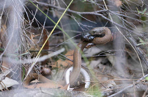 Red-bellied Black Snake, Warumbul NSW, Australia, photo 6 of 10