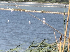 Phoenicopterus roseus