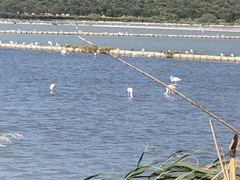 Phoenicopterus roseus