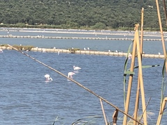 Phoenicopterus roseus