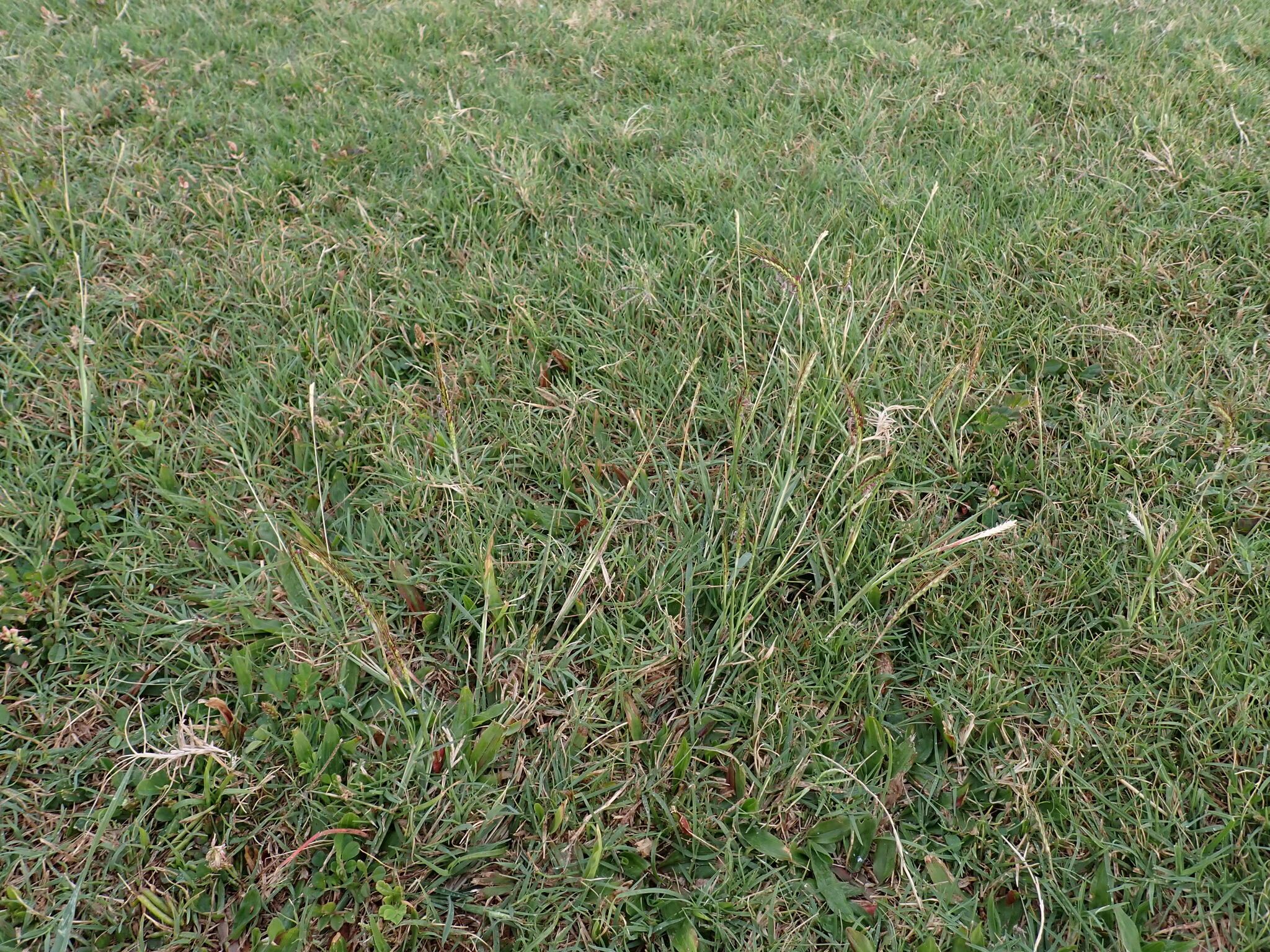 Imagem de Capim-aristida