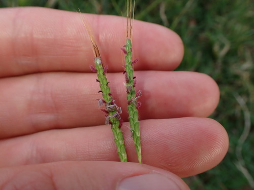 Foto de Capim-aristida
