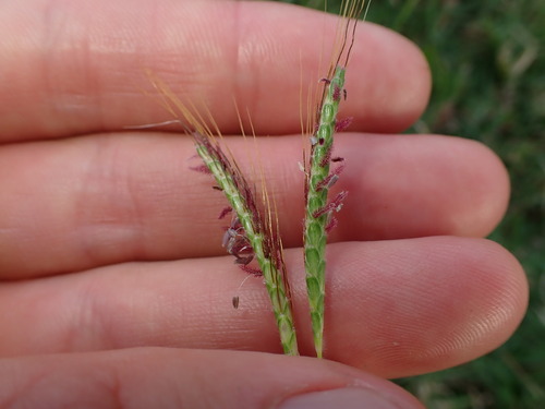 Dichanthium aristatum observed 2025-01-09